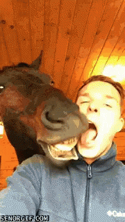Kiss Horse GIF - Kiss Horse Gross GIFs