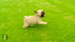 Happy Pugs GIF - Pug Happy Running GIFs