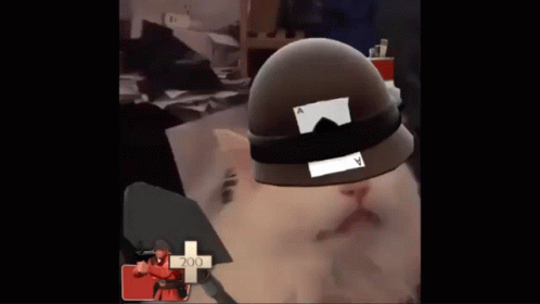 Cat Meow GIF - Cat Meow Soldier GIFs