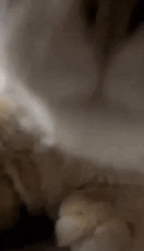 a close up of a cat 's face with a blurred background