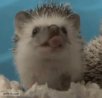 Porcoespinho Fofinho Quesono GIF - Hedgehog Cute So Sleepy GIFs