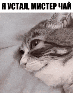 a black and white photo of a cat with russian writing