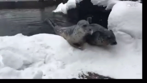 Seal Its Okay Bro GIF - Seal Its Okay Bro Dont Worry GIFs