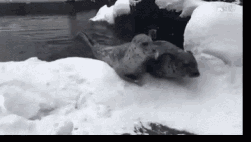 two seals are laying on top of each other in the snow near the water .