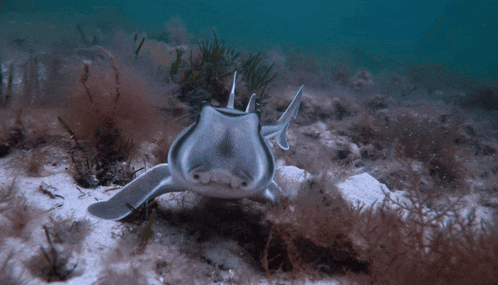 a fish is swimming in a body of water near a coral reef