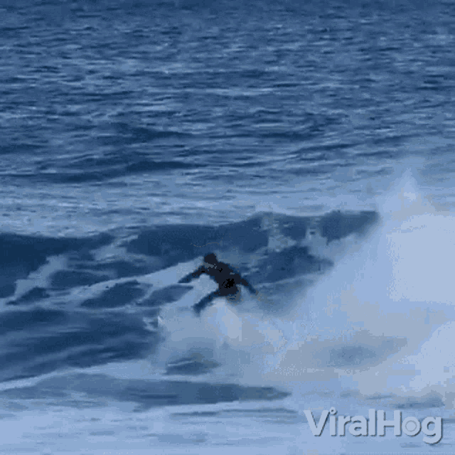 Surfing Fail Viralhog GIF - Surfing Fail Viralhog Surfing GIFs