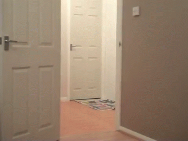 Merry Chase GIF - Dogs Puppies Chase GIFs