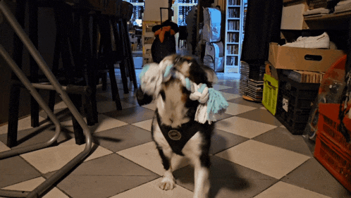 a dog wearing a harness playing with a toy in a room