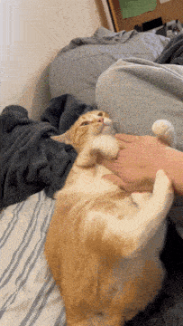 a cat is laying on its back on a bed being petted by a person