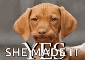 a brown puppy is looking at the camera with the words she made it behind it .