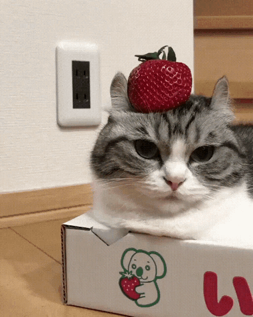 a cat with a strawberry on its head is laying on a box that says ii