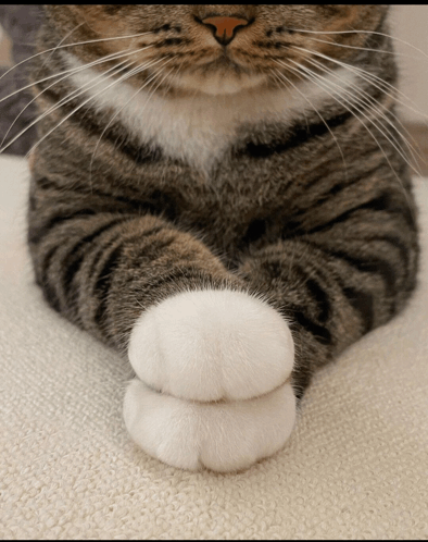 Cat Feet GIF - Cat Feet Cat Feet GIFs