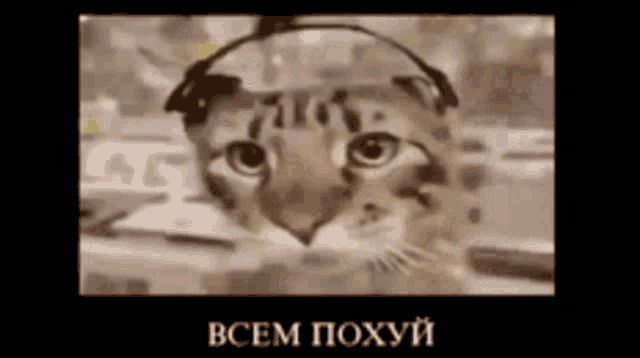 a cat is wearing headphones on its head .