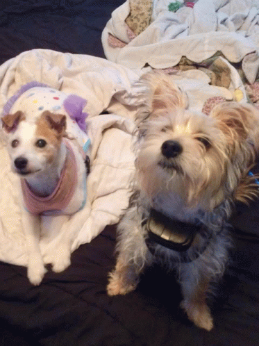 Dogs Cute GIF - Dogs Cute Look Up GIFs
