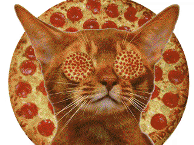 Cat Pizza GIF - Cat Pizza GIFs