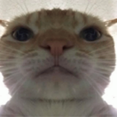 Pripo Pripo Cat GIF - Pripo Pripo Cat Cat GIFs