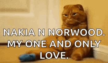 a cat is sitting on the floor with the words " nokia n norwood my one and only love "