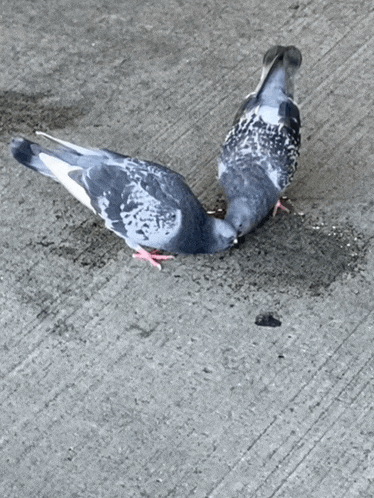 two pigeons are standing on a concrete surface