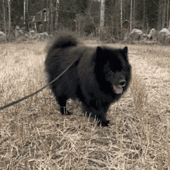 a black dog on a leash is walking in a field