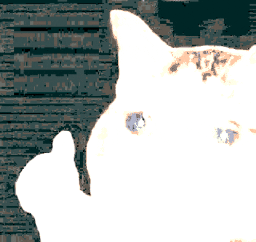 a close up of a white cat 's face with a blurred background