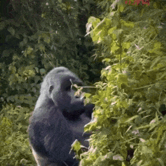 a gorilla eating leaves from a bush in the jungle