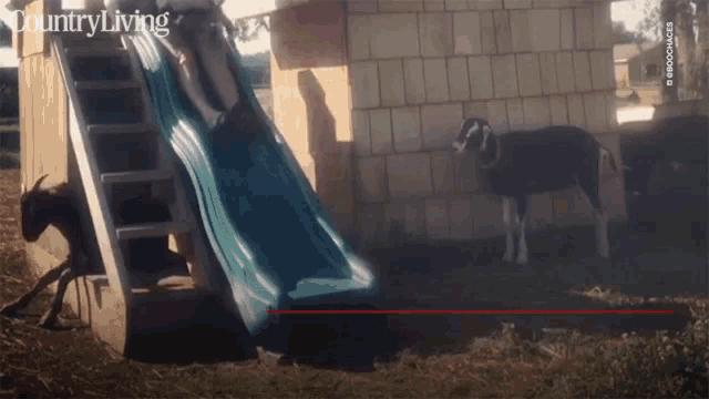 Slide Goat GIF - Slide Goat Fail GIFs