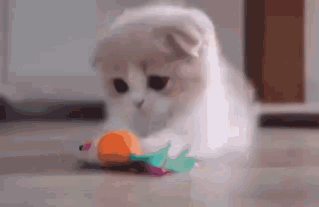 Explosion Cat GIF - Explosion Cat Toy GIFs