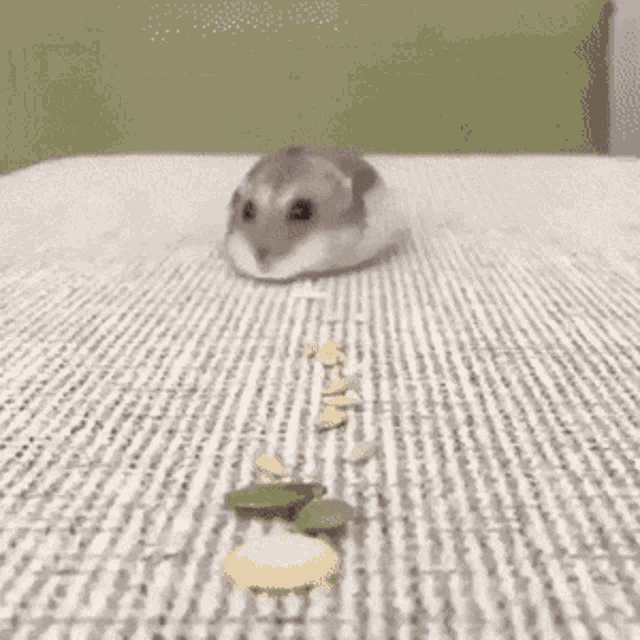 Hamster Hamter GIF - Hamster Hamter Eat GIFs