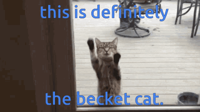 Becket Cat Cat GIF - Becket Cat Cat Cat Becket GIFs