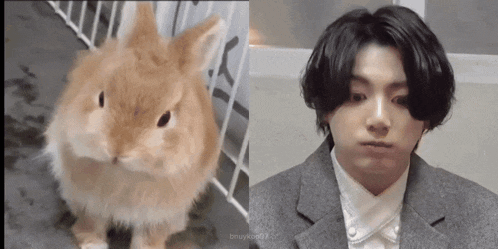 a close up of a rabbit and a close up of a man in a suit .