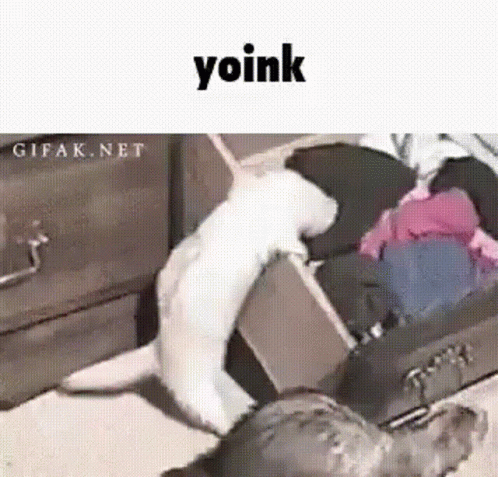 Yoink GIF - Yoink GIFs