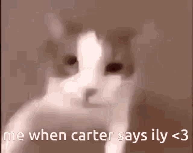 a cat with the words me when carter says ily < 3
