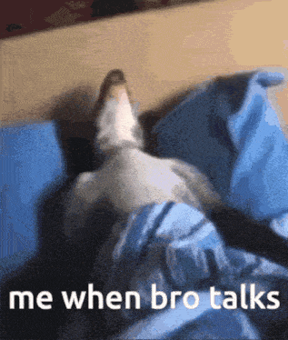 a cat is laying on a bed with the words " me when bro talks " below it