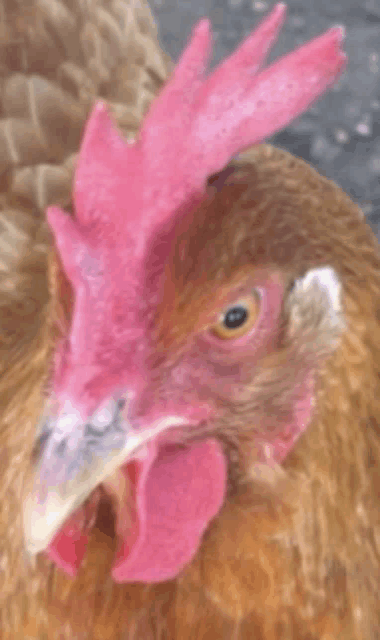 a close up of a chicken 's head with a pink feathered comb