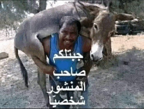a man in a blue shirt is carrying a donkey on his back .