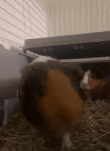a brown and white guinea pig is standing on a pile of hay in a cage .