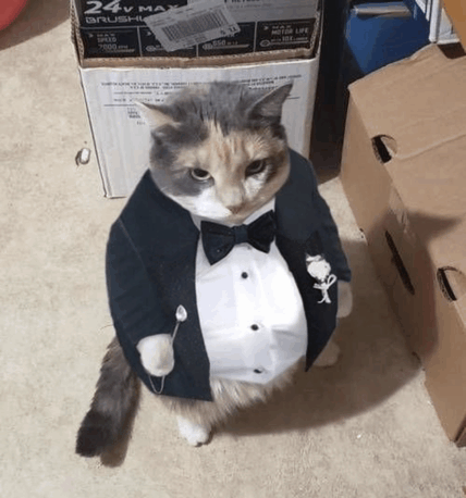Cat In Tux GIF - Cat In Tux GIFs