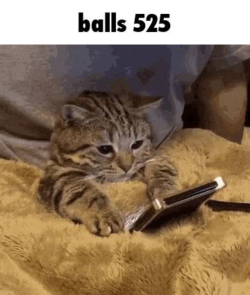a cat is laying on a blanket looking at a cell phone with the words balls 525 above it .