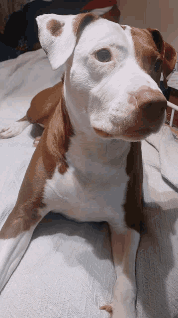 a brown and white dog laying down on a bed