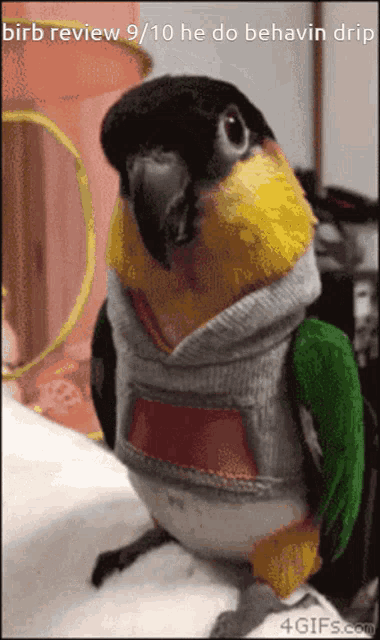 Birb Review GIF