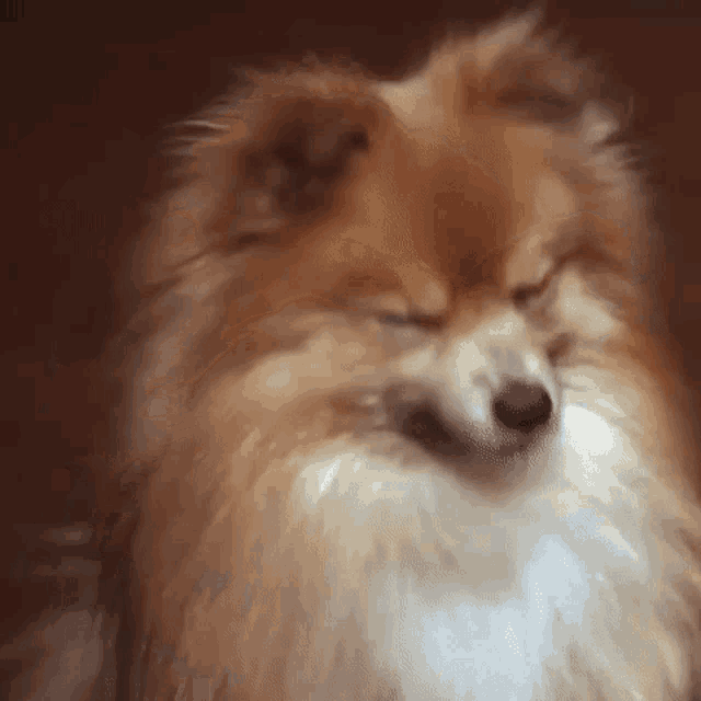 a pomeranian dog with its eyes closed is looking at the camera