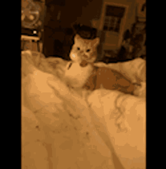 a cat is laying on a bed with a collar on