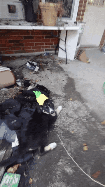a dog wearing a pineapple hat is laying in a messy room