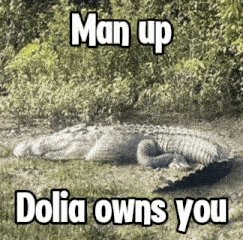 a large alligator is laying in the grass with a caption that says man up dolia owns you .