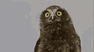 a close up of an owl with big yellow eyes .