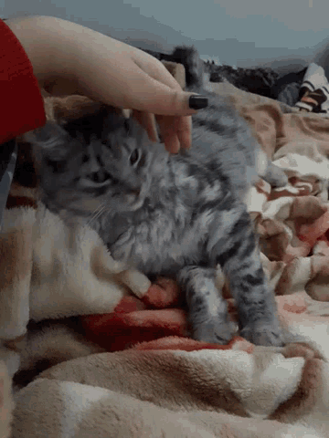 Cats Lady GIF - Cats Cat Lady GIFs