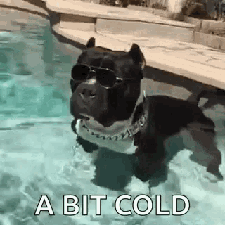 a dog is swimming in a pool wearing sunglasses .