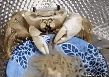 Crab Eating GIF - Crab Eating Food GIFs