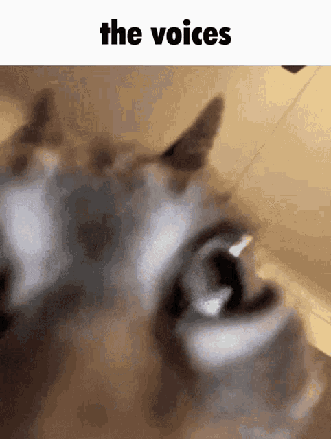 The Voices Cat GIF - The Voices Cat Mad GIFs