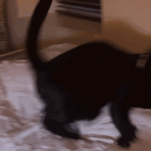 a black cat is walking on a bed with its tail hanging over the edge